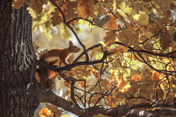 squirrel