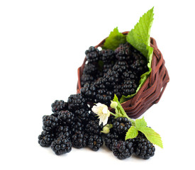 Basket  of Blackberries