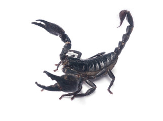 scorpion