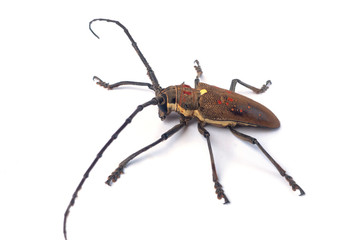 brown scarab beetle - obrazy, fototapety, plakaty