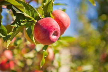Two red apples on a tree