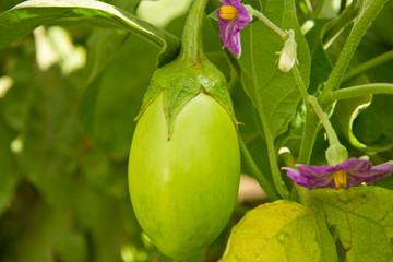 immature aubergine shrub