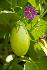 immature aubergine shrub