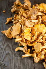 Сhanterelle mushrooms