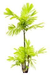 Young MacArthur Palm tree isolated