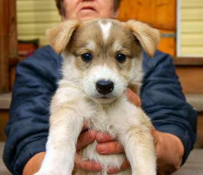 Puppy on hand of the landlady