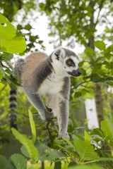 Maki lemur catta in a tree