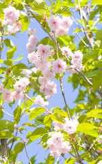 Japanese pink bird cherry tree