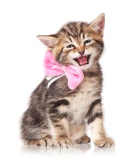 Obraz premium Słodki kotek