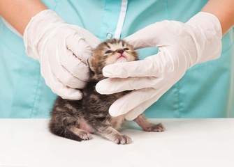 Little kitten