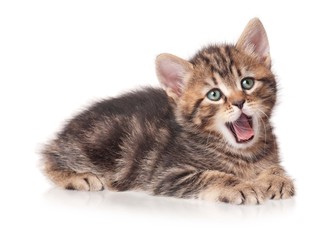 Yawning kitten