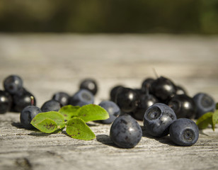 frische Blaubeeren