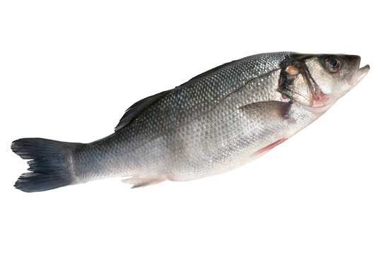 Sea Bass