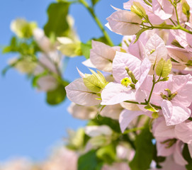 Beautiful bougainvillea flowers against blue sky