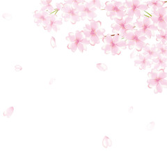 Naklejka premium kwiaty wiśni