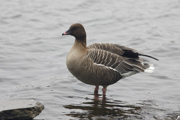 Pink-footed goose, Anser brachyrhynchus