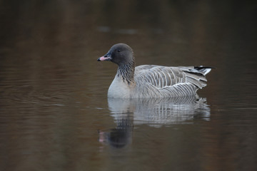 Pink-footed goose, Anser brachyrhynchus