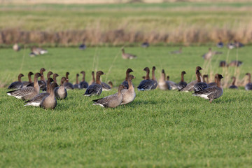 Pink-footed goose, Anser brachyrhynchus