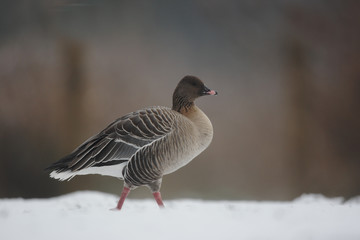 Pink-footed goose, Anser brachyrhynchus