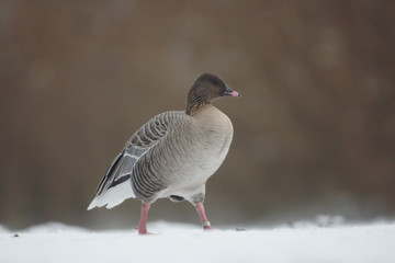 Pink-footed goose, Anser brachyrhynchus