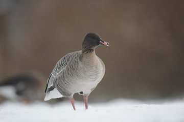 Pink-footed goose, Anser brachyrhynchus