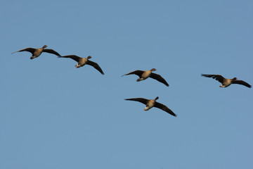 Pink-footed goose, Anser brachyrhynchus