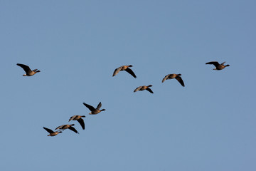 Pink-footed goose, Anser brachyrhynchus
