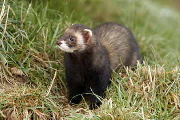 Polecat, Putorius putorius