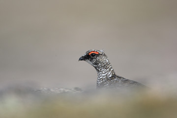 Ptarmigan, Lagopus mutus