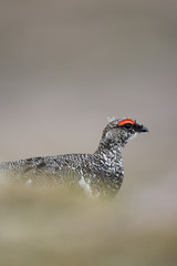 Ptarmigan, Lagopus mutus
