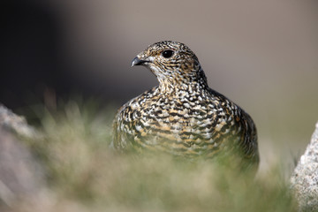 Ptarmigan, Lagopus mutus