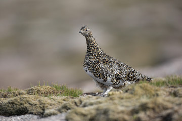 Ptarmigan, Lagopus mutus