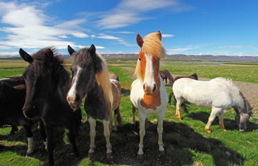 Icelandic horses.