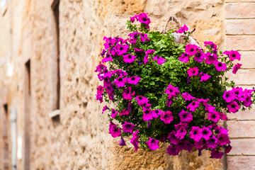 Fototapeta na wymiar Tuscan kwiaty