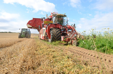 Obraz premium arracheuse pour carottes