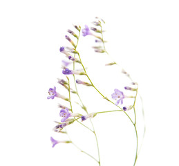 small purple flowers