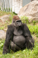 Large gorilla looking at his left