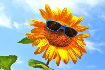 Sonnenblume mit Brille