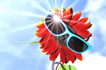 rote Sonnenblume mit Sonnenbrille