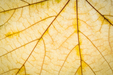 Naklejka na ściany i meble Autumn leaf texture