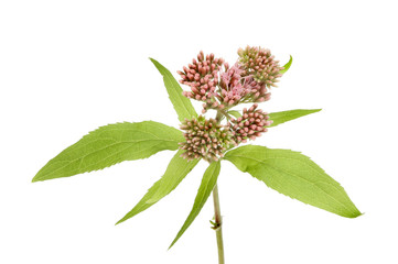 Hemp agrimony