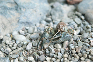 Crayfish