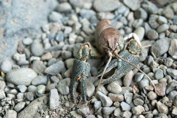Crayfish