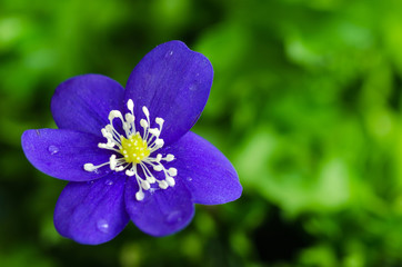 Blue anemone closeup