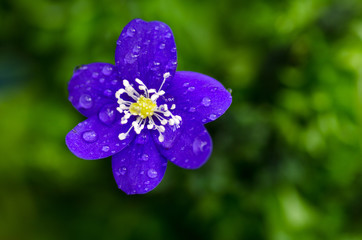 Fototapeta premium Dew drops on blue flower