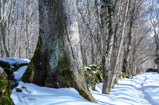 Winter tree trunk