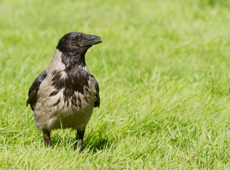 Hooded Crow