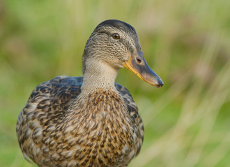 Fototapeta premium Mallard