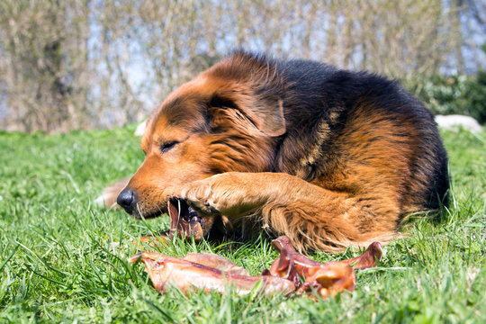 Sam in Action