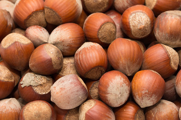 nuts, hazelnuts as background